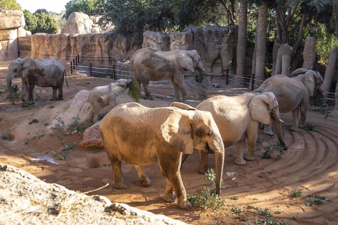 Manada de elefantes en Bioparc