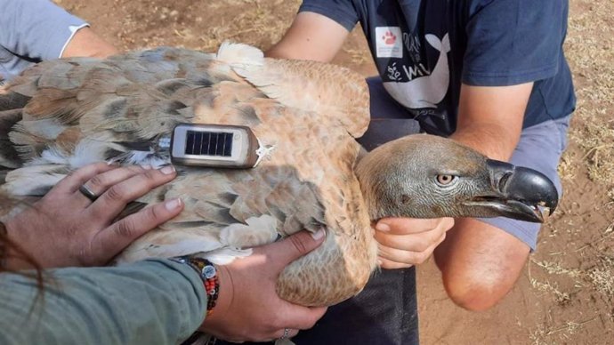 Un buitre con un sensor de la ONG Endangered Wildlife Trust (EWT).