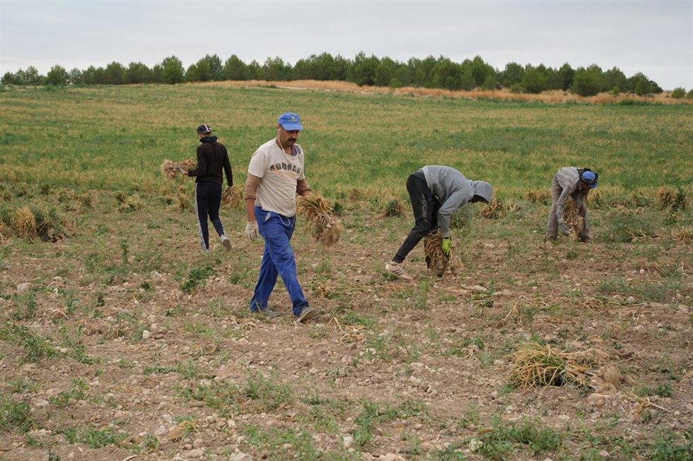 Archivo - Vista general de varios agricultores durante la recogida del ajo morado en un campo de la cooperativa Coopaman, a 7 de julio de 2022, en Las Pedroñeras, Cuenca, Castilla La-Mancha (España). 