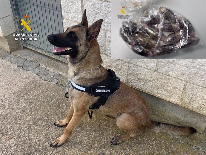 El perro que detectó droga en el interno de la prisión de cáceres
