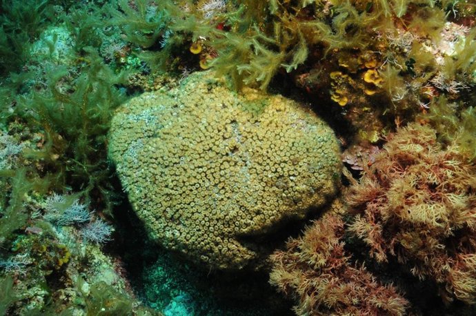 Coral de l'espcie Cladocora caespitosa utilitzat en l'estudi. Les mostres es van prendre en les Illes Columbretes, una de les poques zones en el Mediterrani on encara construx grans colnies.