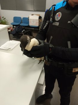 Un agente de la Policía Local de Castrillón sostiene en sus manos un ejemplar de 'arao', el ave que apareció en la playa de Salinas.