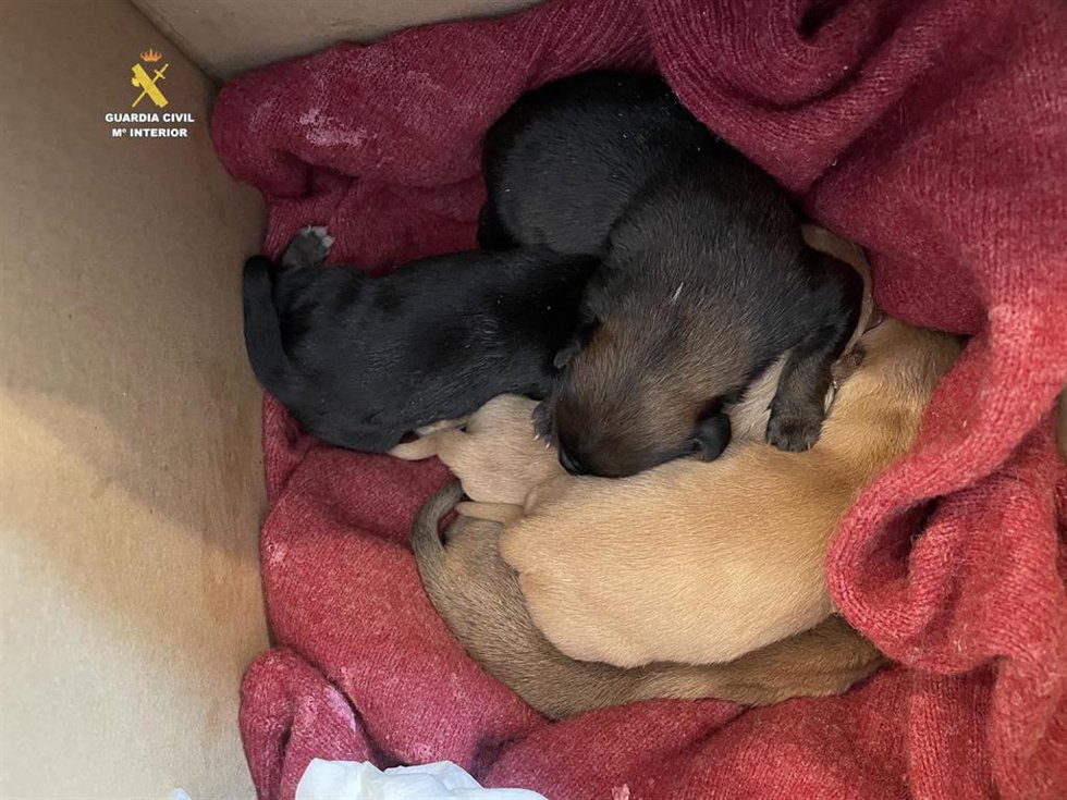 Cachorros abandonados