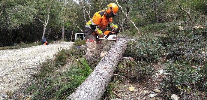 Archivo - Trabajador de conservación forestal.