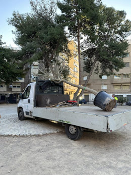 La cineasta Valenciana Mar Navarro Herráiz junto al Ayuntamiento de Silla plantarán un árbol por cada rodaje que dirija