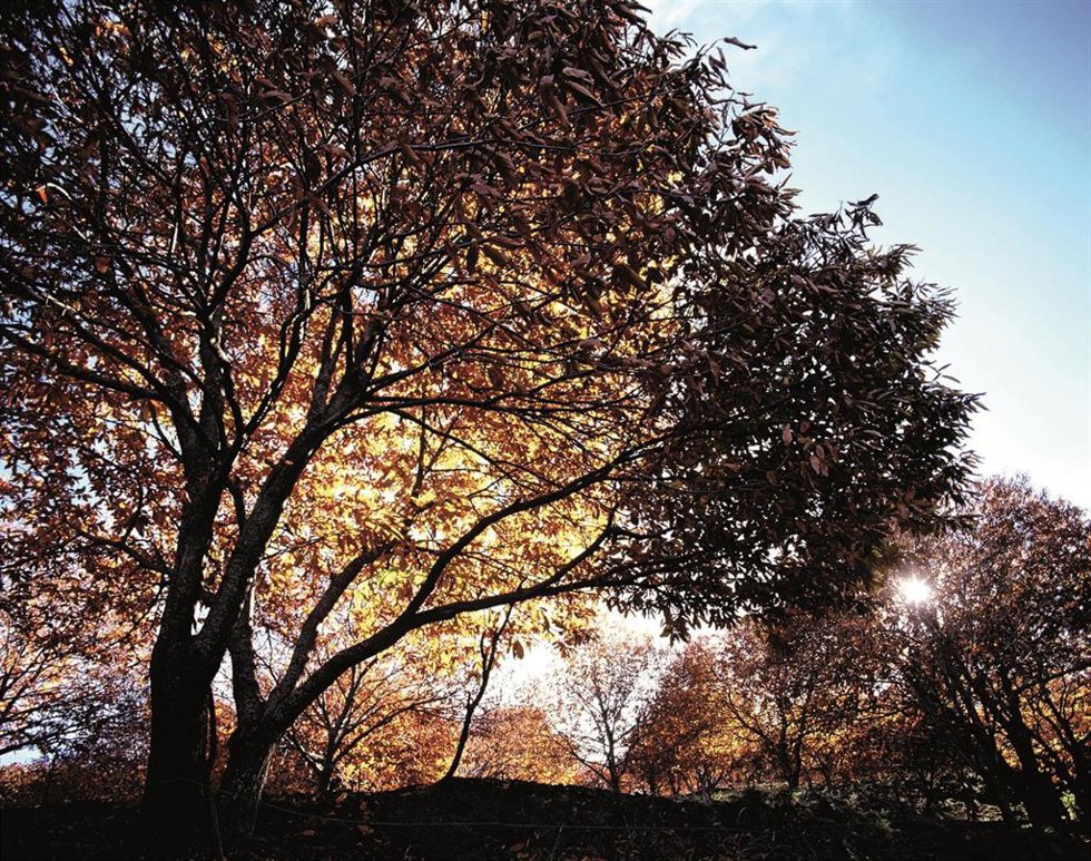 Archivo - Árbol castaño en la provincia de Málaga en otoño
