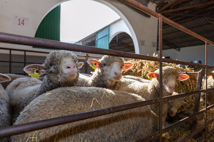 Ovejas de raza Merino Precoz criadas por la Diputación de Cáceres