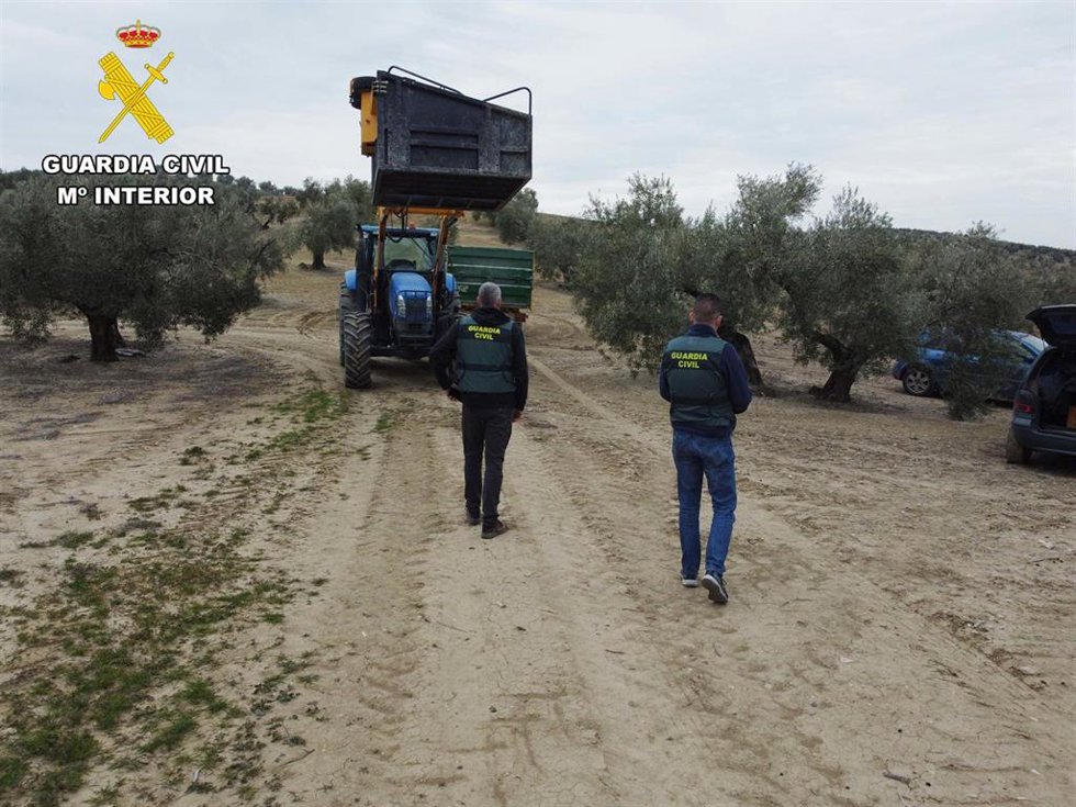 Archivo - La Guardia Civil interviene 1.600 kilos de aceitunas en una operación con cinco detenidos
