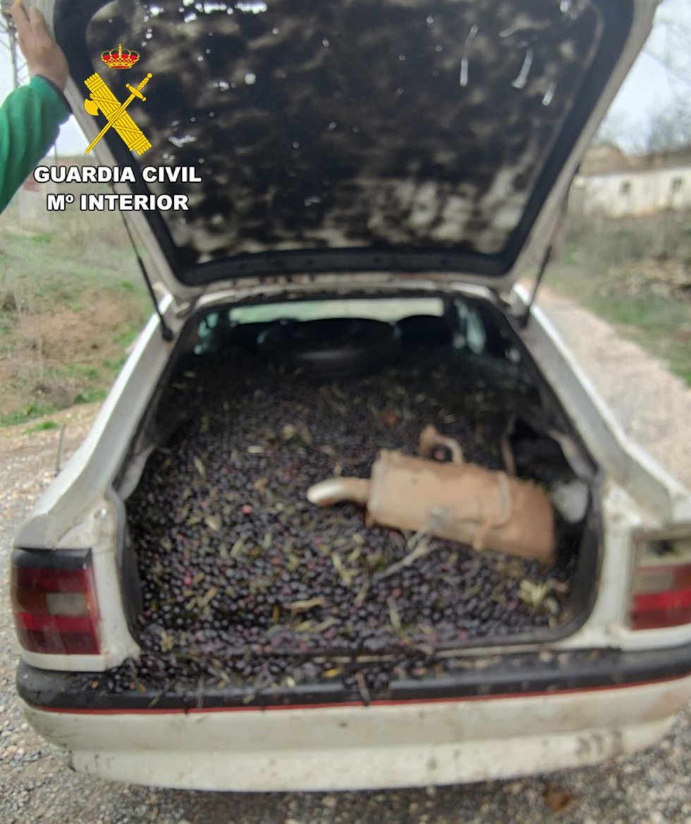 Imagen  de las aceitunas robadas en Albolote