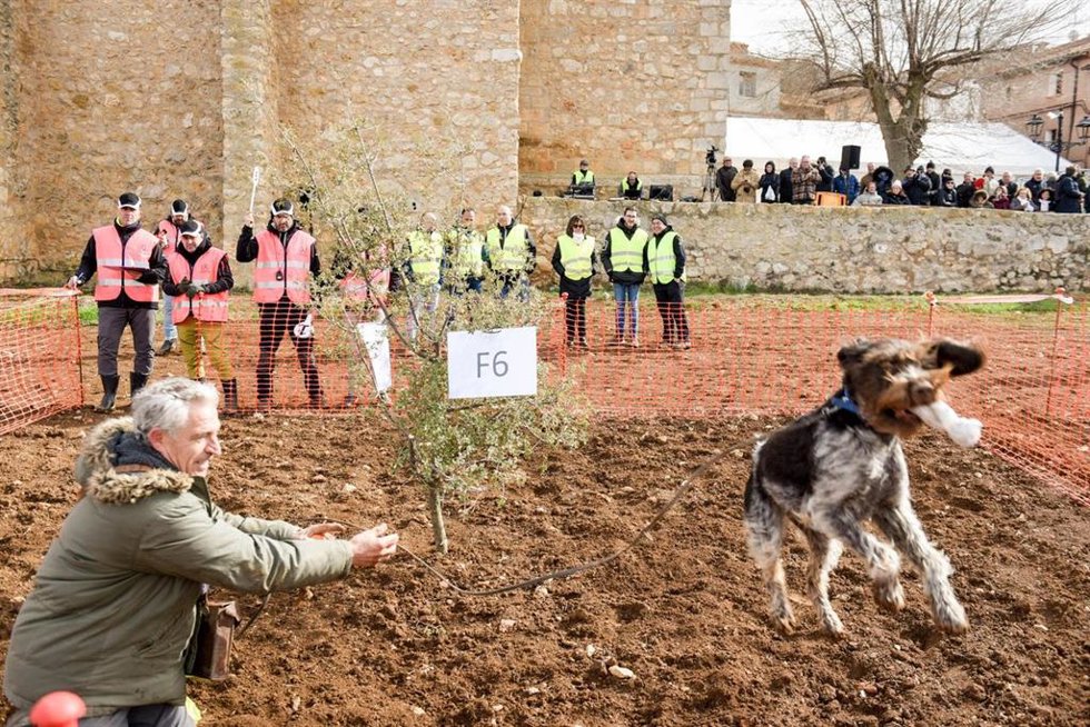 Lima se convierte en la perra trufera más rápida de España, en el Concurso Nacional de Villaroya del Campo.