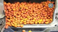 La Policía Local de Sevilla recupera en un todoterreno 700 kilos de mandarinas recién robadas de una finca