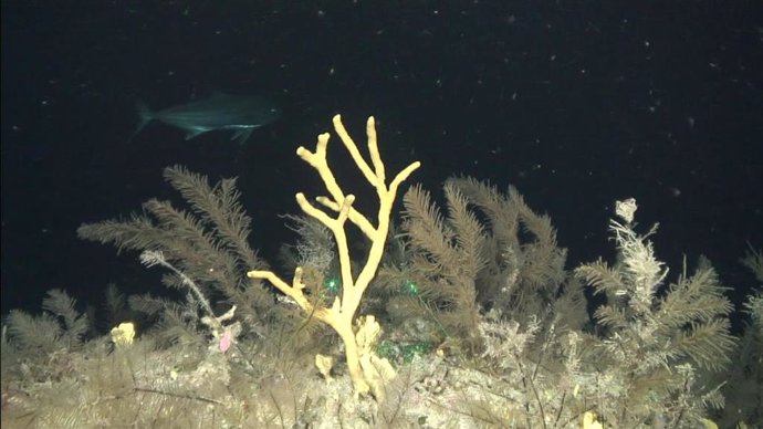 Arrecifes de profundidad de Tenerife y La Gomera analizados por científicos del IEO