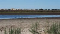 Un análisis del CSIC sobre más de 70 estudios muestra el "grave impacto" de la extracción de agua del acuífero de Doñana