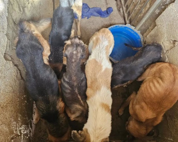 Grupo de perros desnutridos en Purullena, la semana pasada