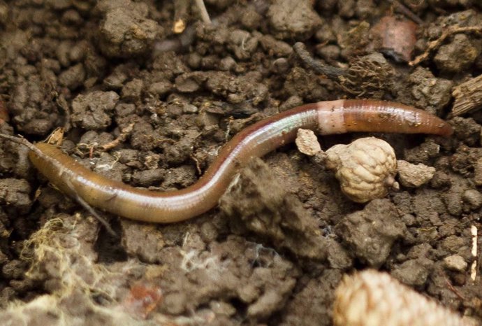 Un gusano saltador maduro (Amynthas agrestis). Este gusano, una especie exótica en América del Norte, puede secar el suelo hasta volverlo inhóspito para muchas plantas nativas.