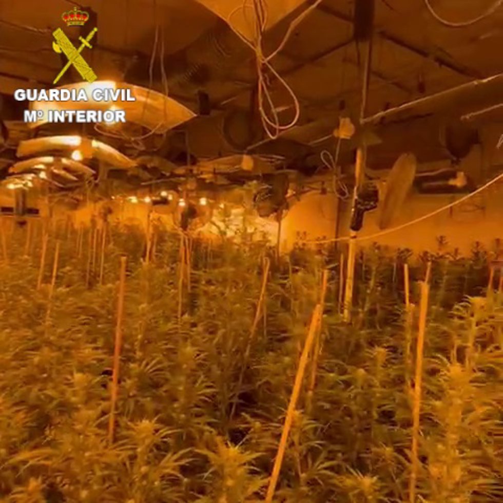 Cultivo de marihuana