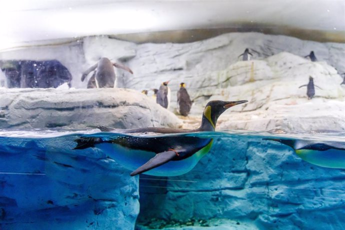 Archivo - Pingüinario de Selwo Marina