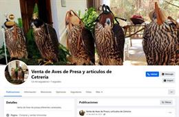Investigadores concluyen que la venta masiva de aves por Internet supone "un peligro potencial" para su conservación
