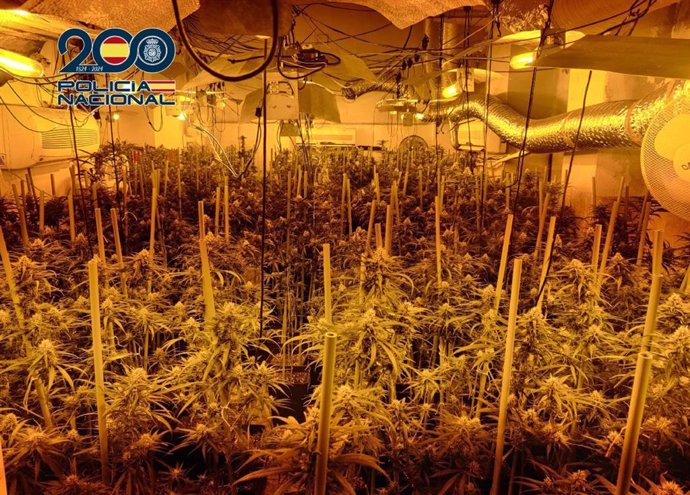 Seis detenidos tras desmantelar diez laboratorios indoor de marihuana instalados en un mismo inmueble