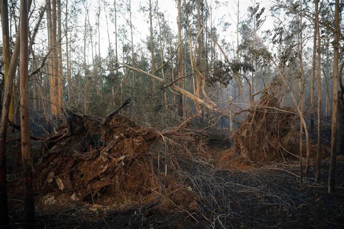 Zonas afectadas por el incendio, a 8 de febrero de 2024, en Trabada, Lugo, Galicia (España). La Consellería de Medio Rural de Galicia ha informado de un incendio forestal activo en el municipio lucense de Trabada que afecta a una superficie de más de 20