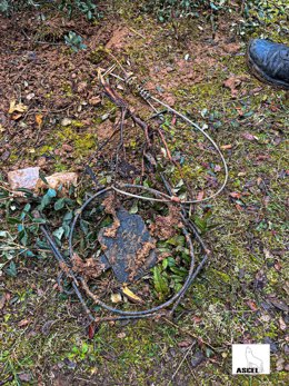 Cepo hallado en un camino de los Montes Torozos.