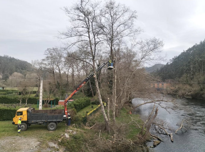 La Confederación Hidrográfica del Cantábrico actúa en la conservación del río Narcea en Pravia
