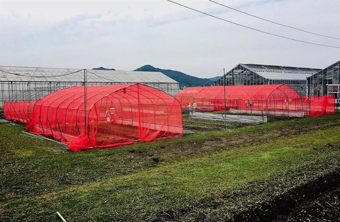 El tipo de cebolla galesa utilizada en el experimento fue una variedad llamada Kujo puerro, o Kujo negi en japonés. Estas cebollas son una verdura tradicional de la región de Kioto y un elemento básico de la cocina local.