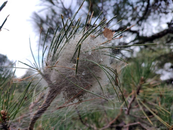 Bolsón de procesionaria