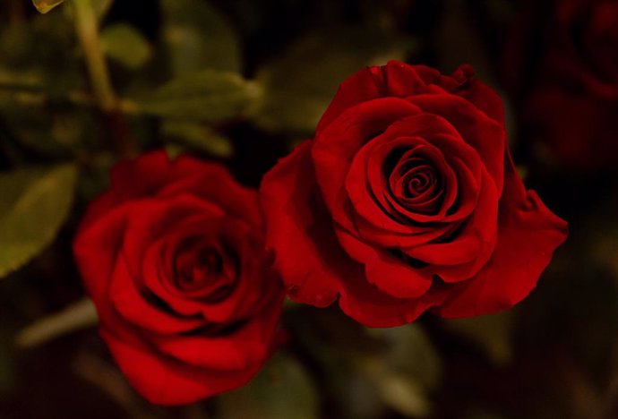 Rosas rojas, en una floristería a 14 de febrero de 2024, en Madrid (España). 