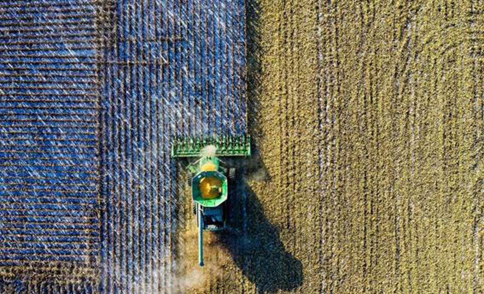 La alta productividad de las plantas cultivadas se debe a los rasgos de sus progenitores silvestres, según un estudio
