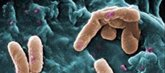 Foto: Aumento de 'Klebsiella pneumoniae' hipervirulenta resistente a carbapenemes en Europa