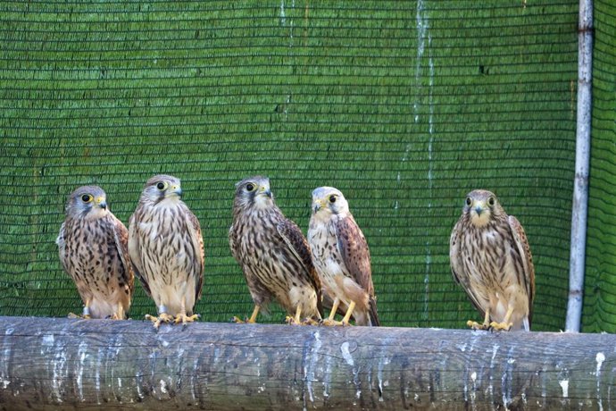 Archivo - Cernícalos vulgares.