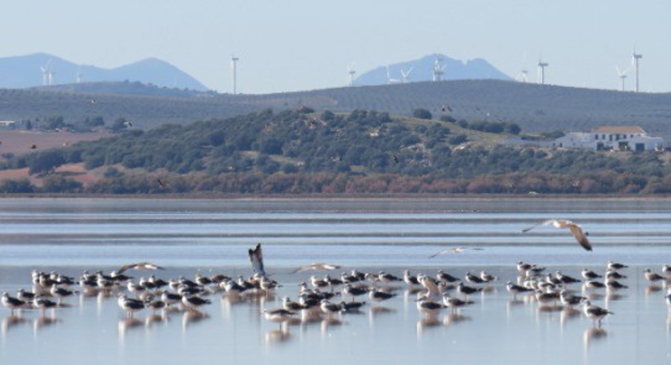 Laguna de Fuente de Piedra, en Málaga.