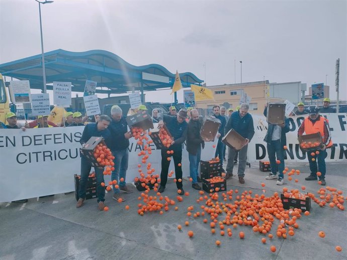 Agricultores tirando las mandarinas