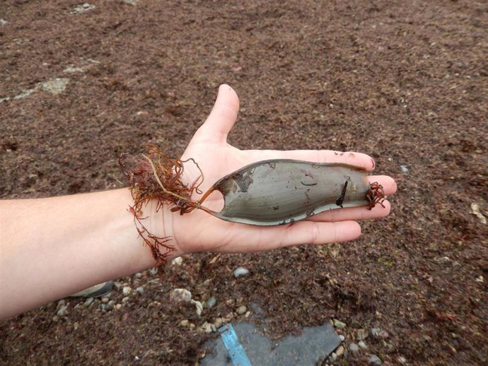 Huevo de alitán (Scyliorhinus stellaris) encontrado en una playa.