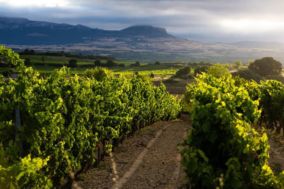 Rioja mantuvo su posición y ventaja competitiva "en un convulso 2023" aunque el volumen de comercialización cayó un 5%