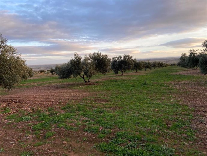 Olivar con cubierta herbácea en Castilla-La Mancha.