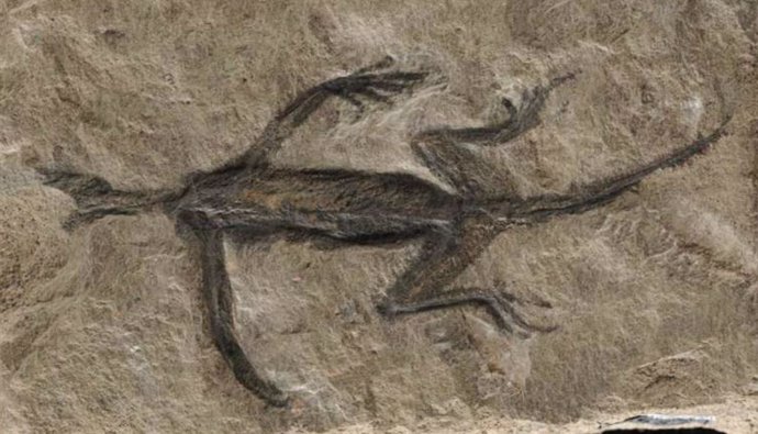 El contorno del cuerpo de Tridentinosaurus antiquus,  que aparece oscuro contra la roca circundante, se interpretó inicialmente como tejidos blandos conservados, pero ahora se sabe que está pintado.
