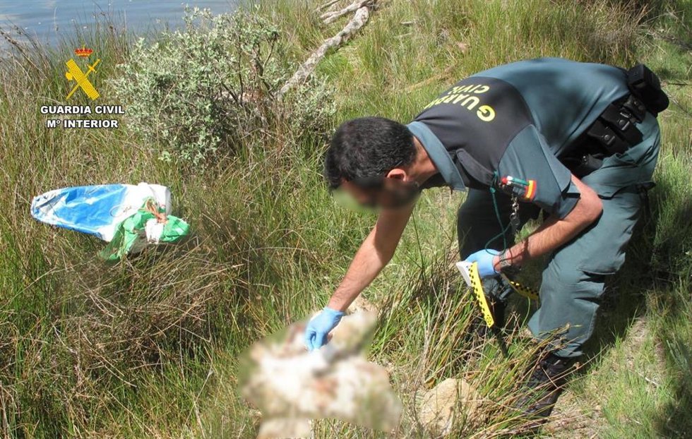 Un agente de la Guardia Civil con los perros encontrados en Zamora
