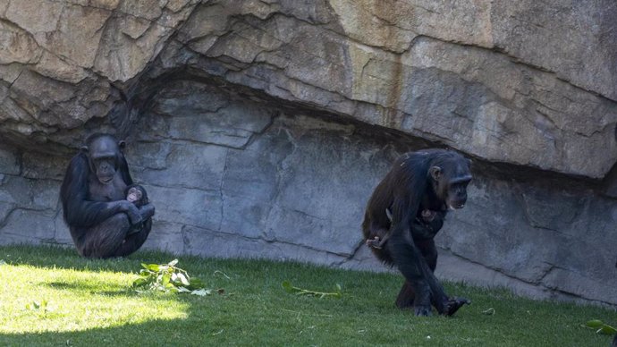 Muere una de las dos crías de chimpancé de BIOPARC Valencia