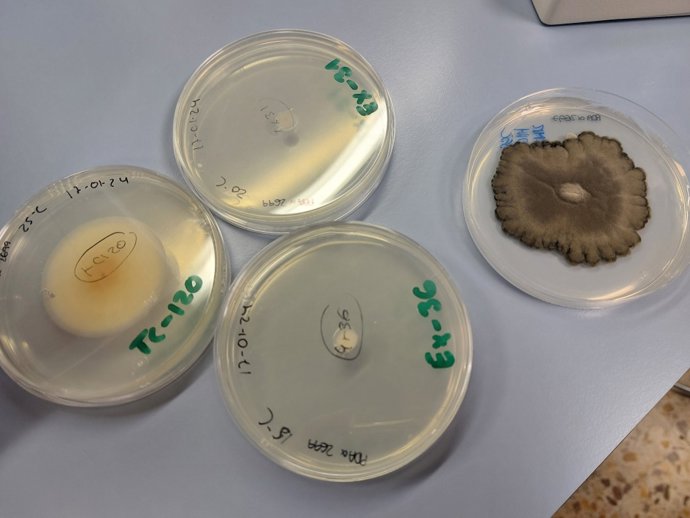 Algunos dels hongos estudiados en la investigación