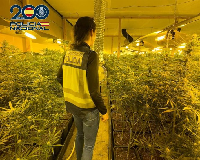 La Policía Nacional desmantela un grupo criminal dedicado al tráfico de drogas e interviene 1.400 plantas de marihuana