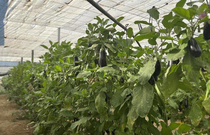 Cultivo de berenjena en invernadero