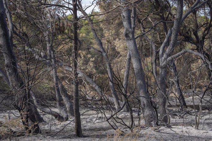 Archivo - Vegetación afectada por incendio forestal en el Saler