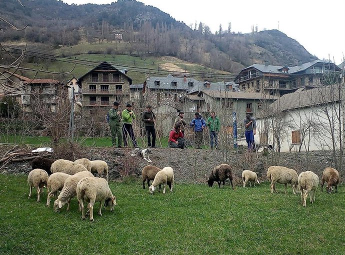 Una de las sesiones de prácticas de promociones anteriores de la Escuela de Pastoreo de Aragón.