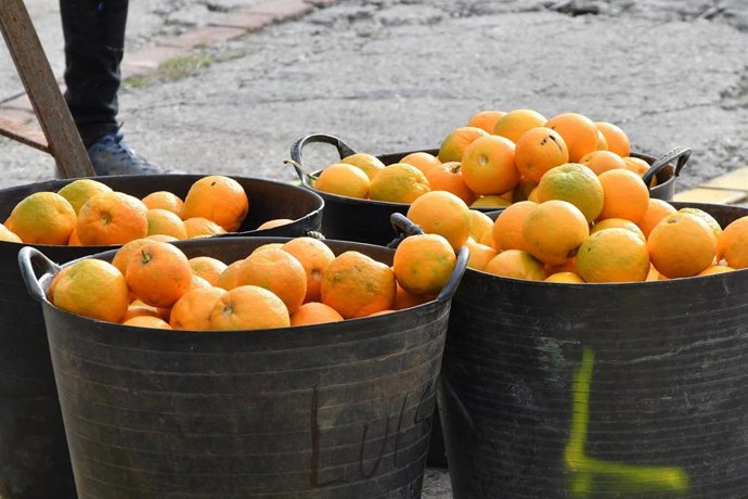 Archivo - Recogida de naranja, archivo 