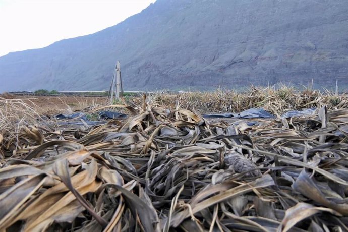 Una finca de piña tropical arrasada por el viento en El Hierro