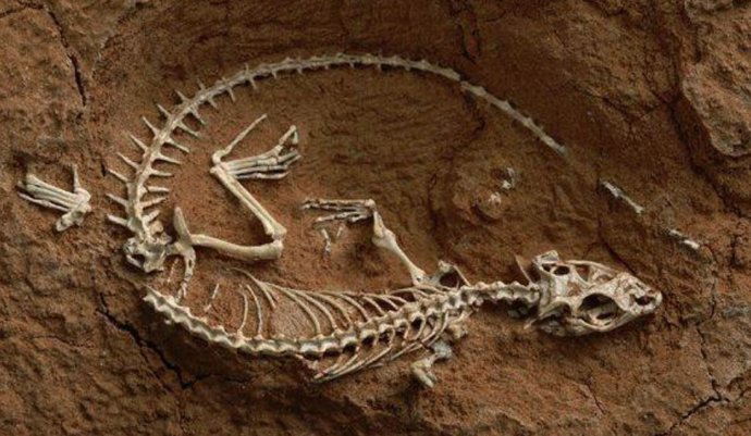 El desierto de Gobi en Mongolia es uno de los lugares más ricos del mundo en fósiles de dinosaurios, mamíferos y lagartos como el que se muestra a continuación.