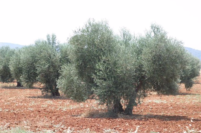 Archivo - Plantación de olivos en Ciudad Real