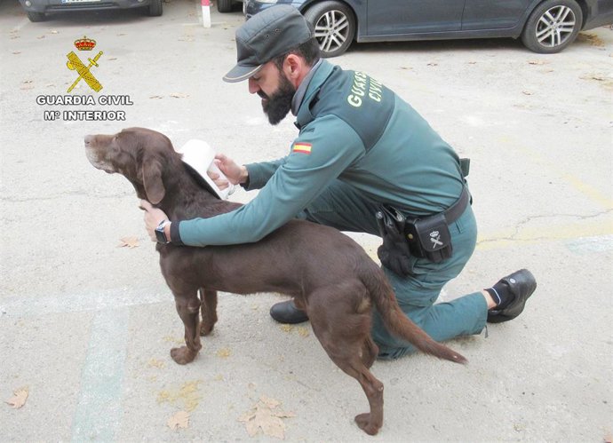 Un agente de la Guardia Civil inspecciona el chip de un perro